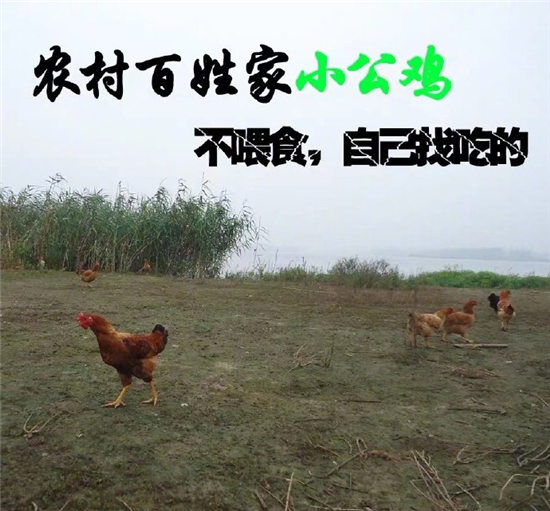 淘寶體廣告，文案翹楚海報楷模，深沉的心機...