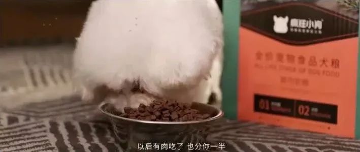 春節營銷案例：內容營銷怎么玩？瘋狂小狗打造暖心跨年寵物場景